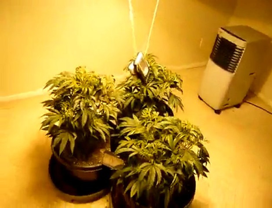 medical cannabis grow room - how to grow cannabis