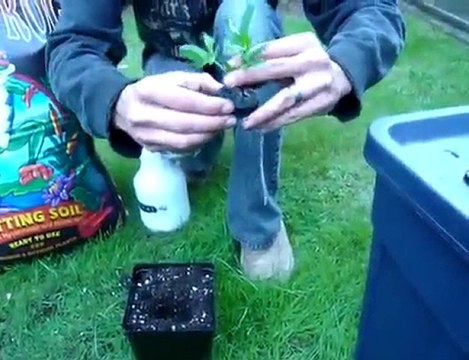 cloning aeroponic marijuana - medical cannabis