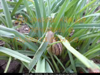 Живей Сега....