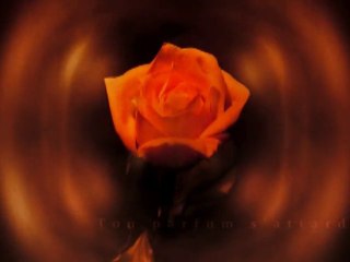 Ton parfum s'attarde - Poésie