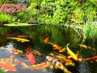 Koi Fish Tips