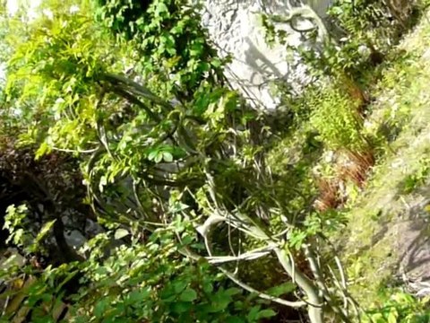 Sculptures-Vivantes en Métamorphose-Printanière_chap 1