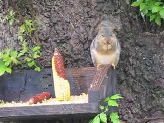 The new baby squirrels