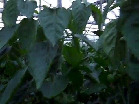 Greenhouse pepper plant - 4 months after planting.