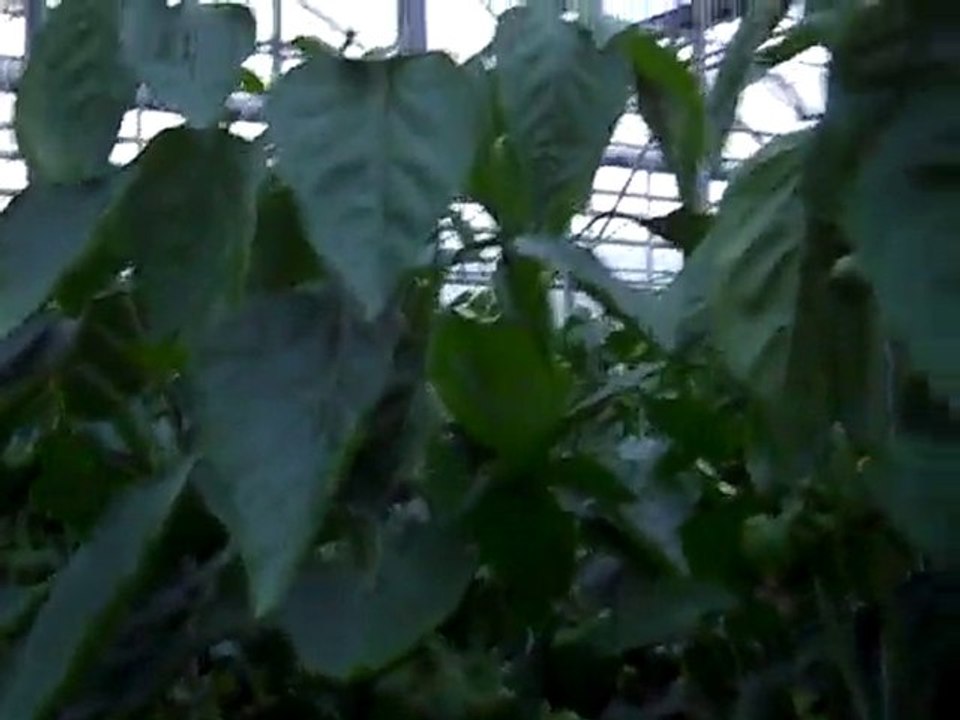 Greenhouse pepper plant - 4 months after planting.