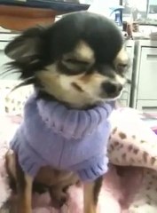 The Cute, Smiling Chihuahua