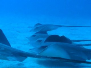 Banc de raies africaines