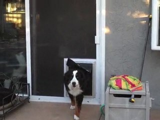 Pet Screen Doors