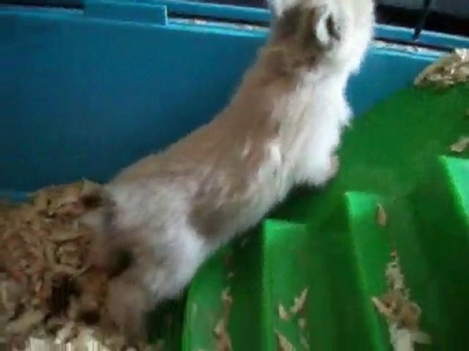 Les bébé a 2 semaines ♥