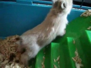 Les bébé a 2 semaines ♥