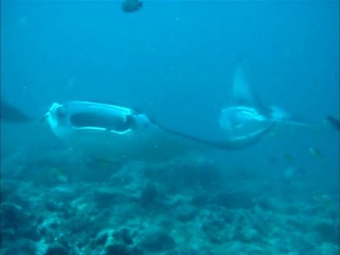 Raies Manta Maldives 2010