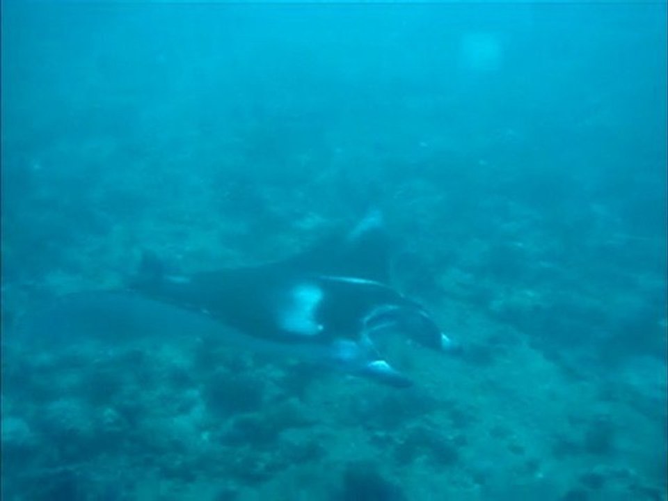 Raies Manta Maldives 2010