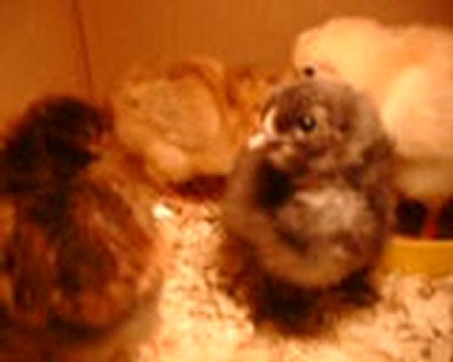 Poussins