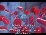 Natural Killer Cells(doğal öldürücü hücreler) tr altyazılı