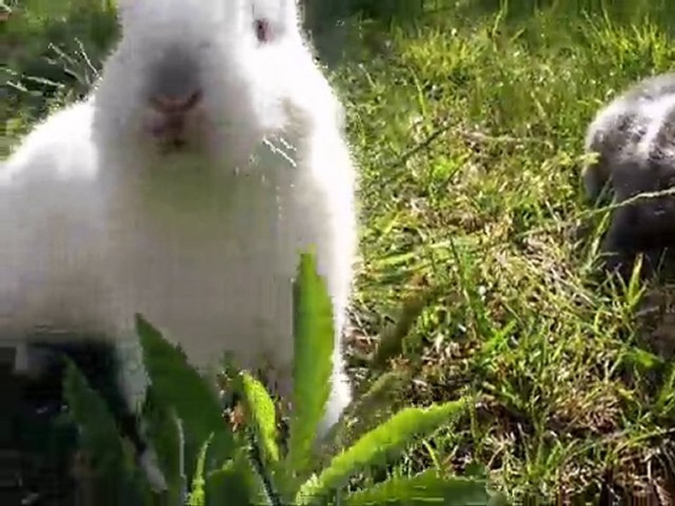 Cute bunnies