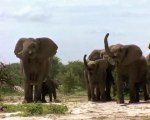 Le Langage Des Géants D'Etosha 1