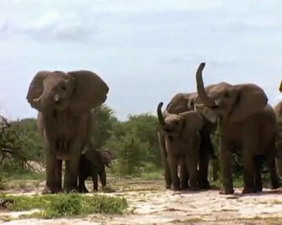 Le Langage Des Géants D'Etosha 1