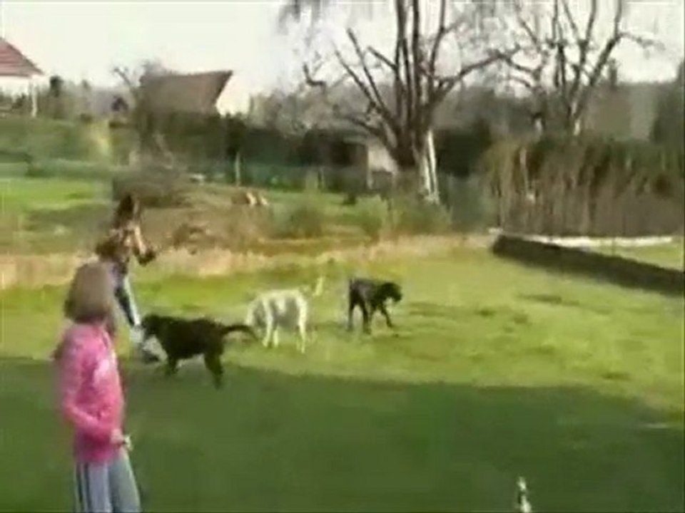 Apollo à l'adoption