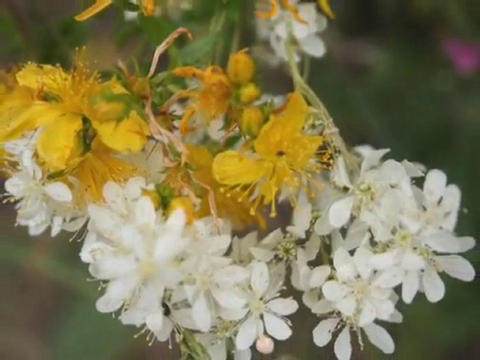Gümüşhane Kelkit Çimenli Köyü
