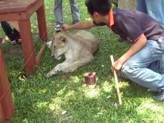 Tiger Kingdom in Chiang Mai Thailand