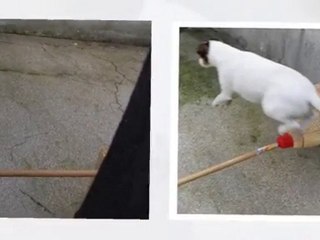 Mon chien en saut