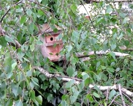 Logistique des mésanges bleues
