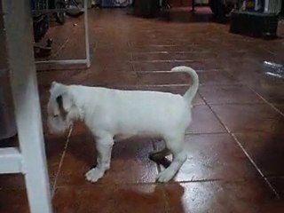 Jugando y Roderic ladrando