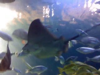 Aquarium - Forum Istanbul ;)