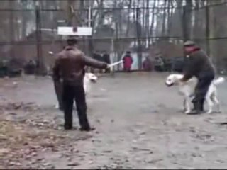 Dogfight Happy Ending