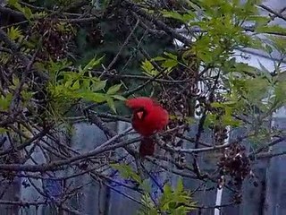 Un bel oiseau orange à Laval