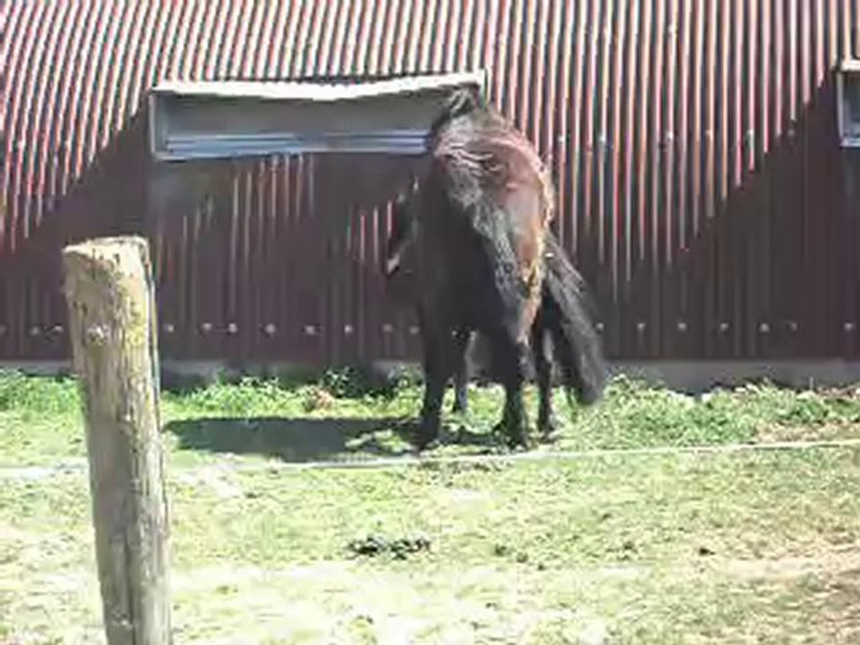 MERENS: les joies de la nature poulain-ponette!SDC11399