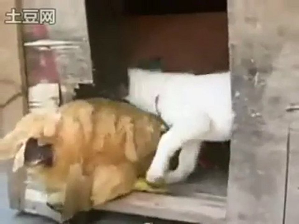 tavuğa sulanan çılgın köpek - nanayda.com