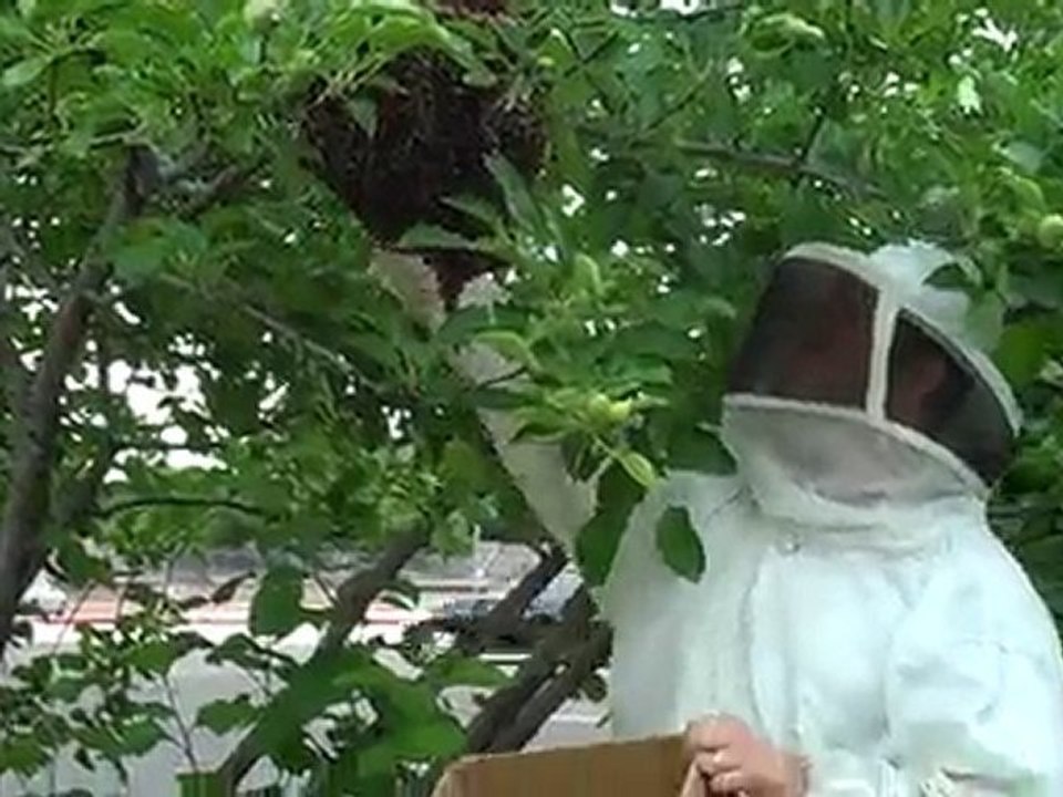 Dallas Bee Removal