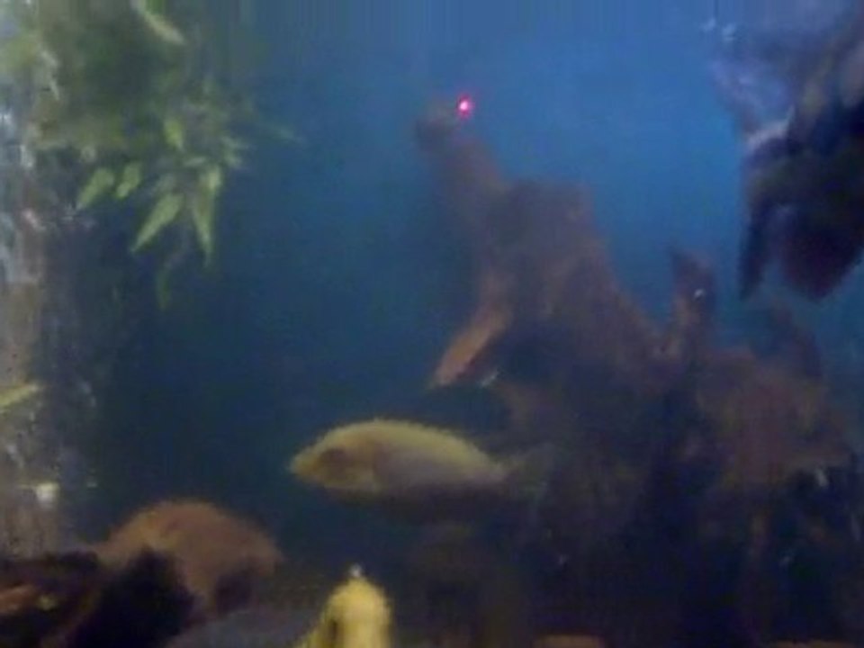 Monster fish 2 (boulette)