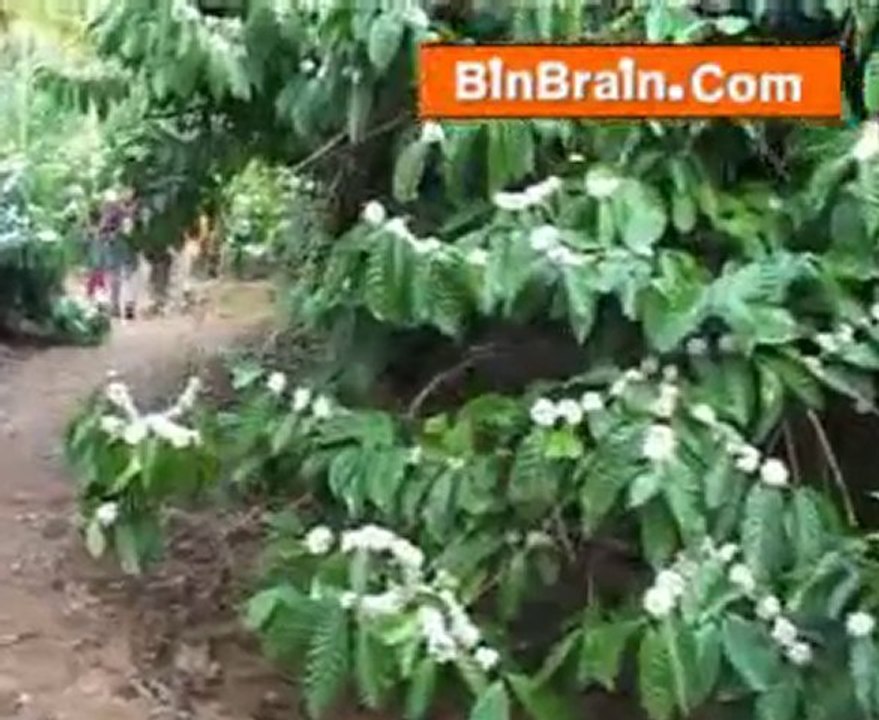 coffee plant at Wayanad