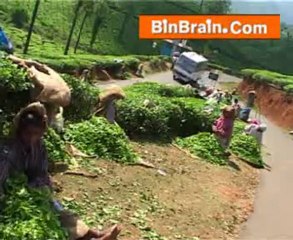 tea plantation at wayanad