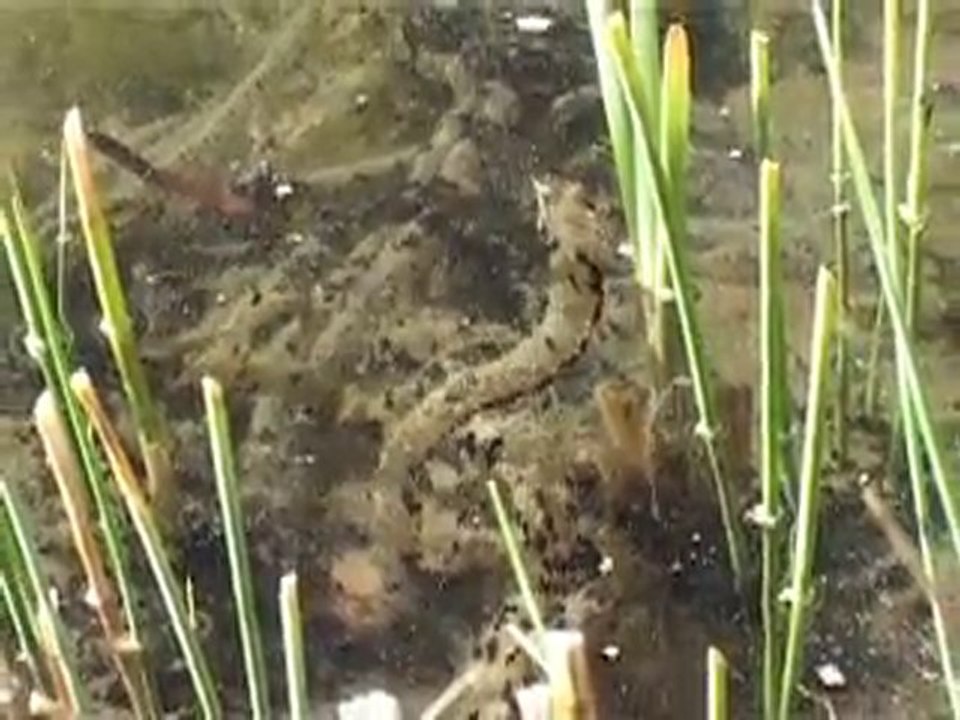 La reproduction des crapauds communs