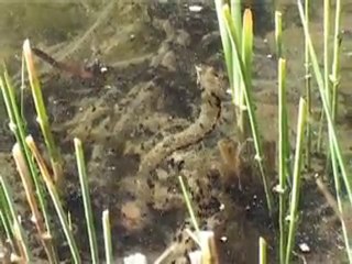 La reproduction des crapauds communs