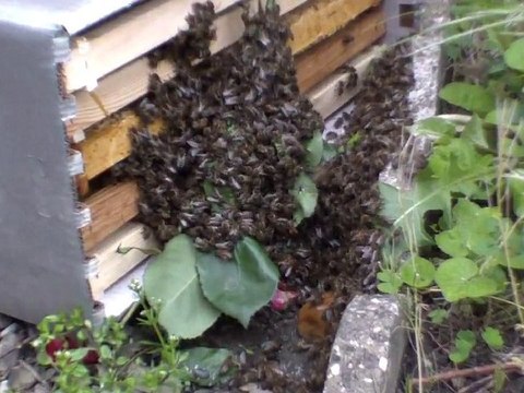 essaim au sol Mode operatoire 14 mai 2010 Toulouse