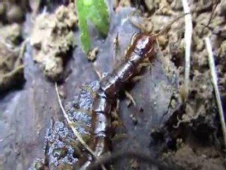 orchidées,chenille, lithobie et fourmis 13.05