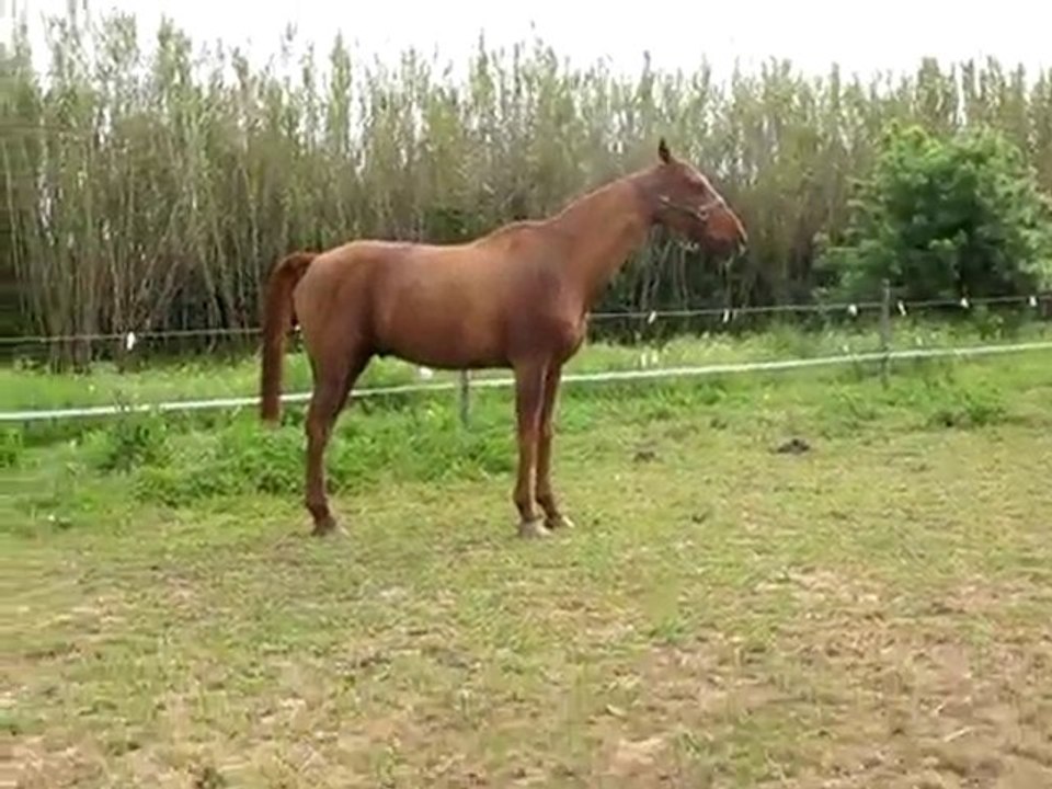 Chanceux 4