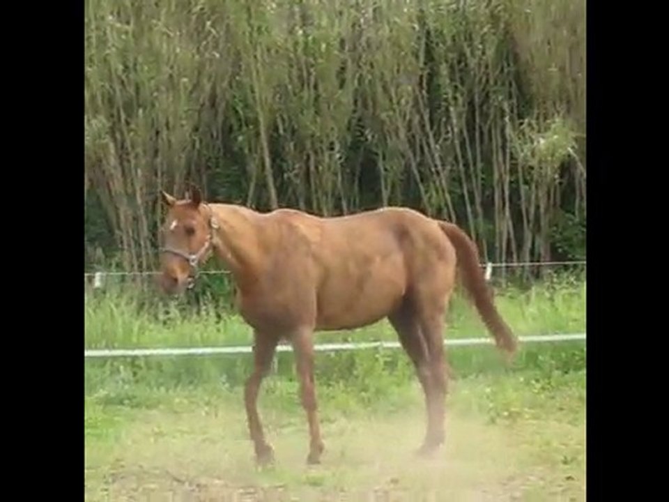 Chanceux 5