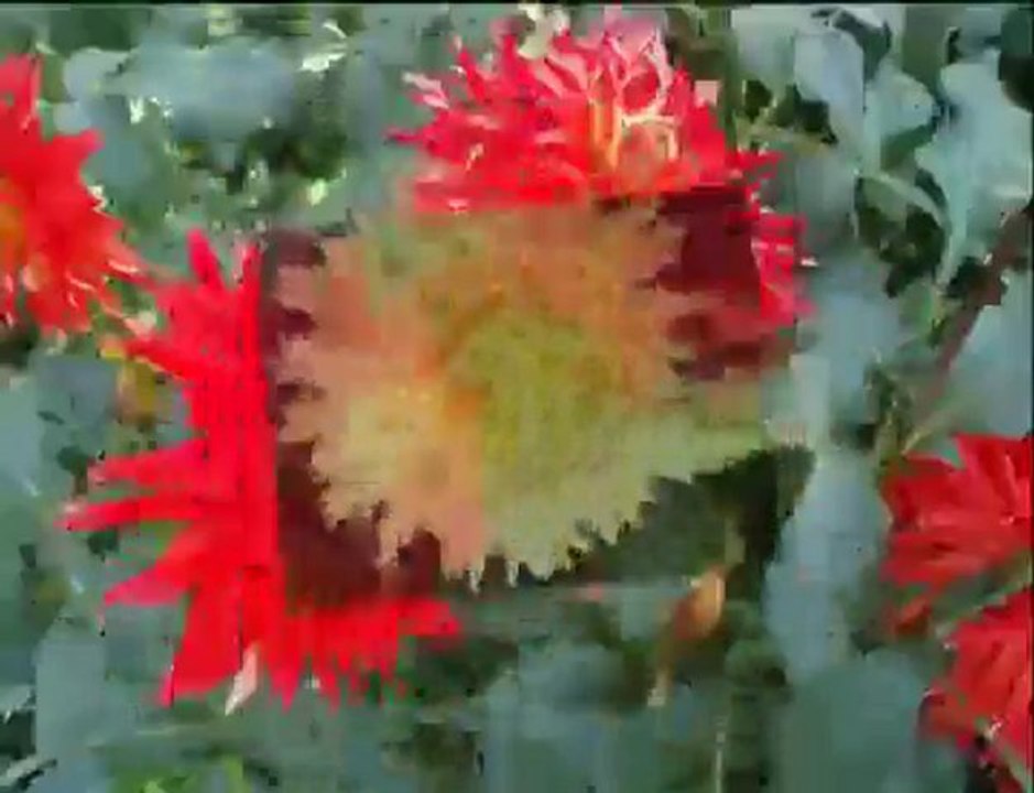 Jardin exotique a vitry le francois marne france