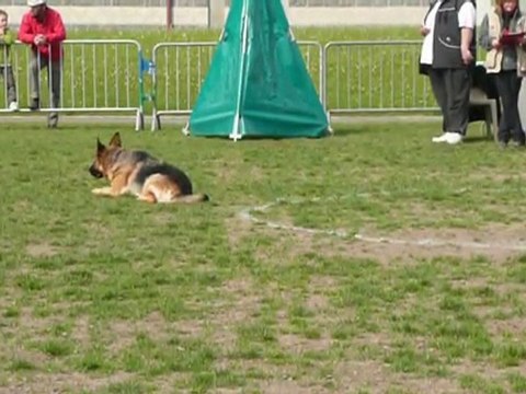 Concours obéissance Bessy 3