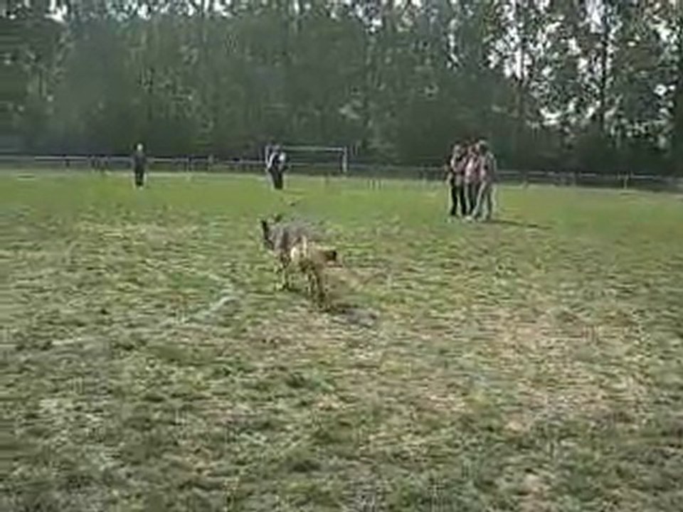 Concours obéissance Bessy 4