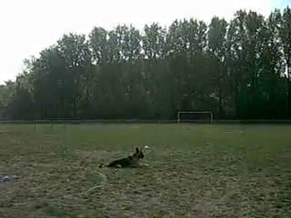 Concours obéissance Bessy 5