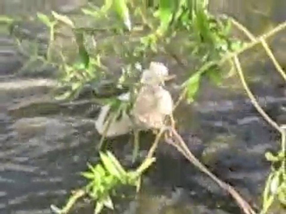 Famille 1 : cygnes
