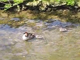 Famille 2 : grèbes