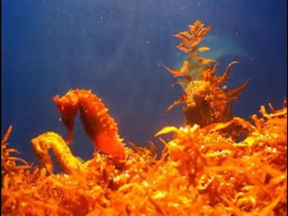 hippocampe....