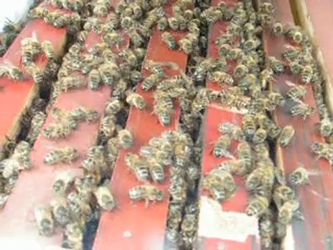 les ruchettes dadant ce multiples! abeilles ruches